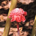 jardin sirikit Chiang Mai fleurs jardin sirikit thailande