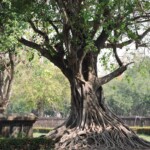 sukhothai thailande roadtrip sukhothai a vélo