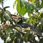 thailande Khao yai Calaos