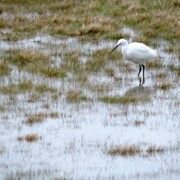 balade à pied entre mer & marais (aigrette) keyhaven new forest rando itineraire weekend angleterre