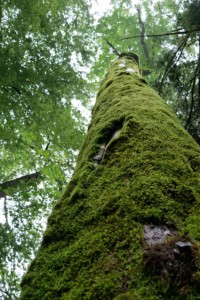 Biogradska Gora montenegro Biogradska Gora montenegro