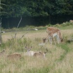 Skandinavisk Dyrepark Skandinavisk Dyrepark danemark roadtrip 1 semaine