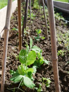 Petits pois jardin potager bio associations legumes fleurs
