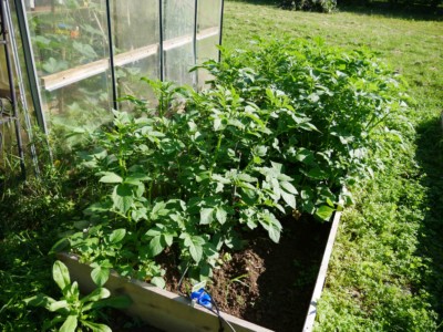 Pommes de terre Pompadour jardin potager bio associations legumes fleurs