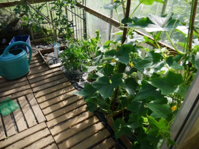 Dans la serre jardin potager bio associations legumes fleurs