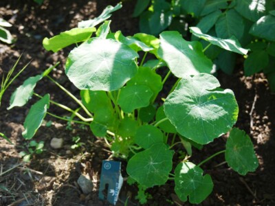 capucine jardin potager bio associations legumes fleurs