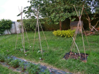 Tipis à courges jardin potager bio associations legumes fleurs