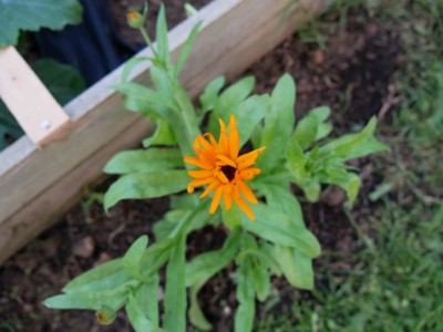 soucis jardin potager bio associations legumes fleurs