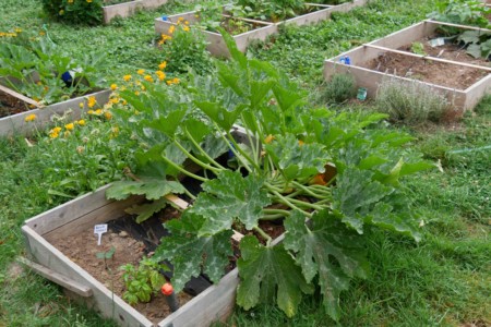Courgettes rondes jardin potager bio associations legumes fleurs