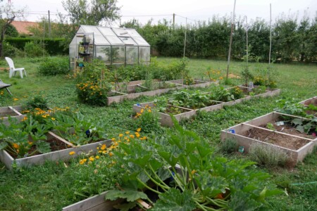En pleine saison jardin potager bio associations legumes fleurs