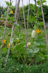 jardin permaculture premier pas bio