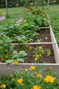 les carrés de potager