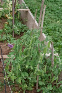 Petits pois jardin potager bio associations legumes fleurs