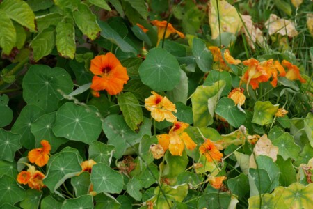 capucine jardin potager bio associations legumes fleurs