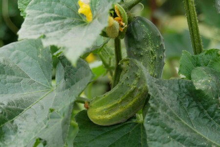 cornichons jardin potager bio associations legumes fleurs