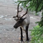 stockholm zoo skansen voyage stockholm itineraire