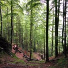 Slovénie rando forêt slovenie voyage itineraire 2 semaines