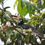 thailande Khao yai Calaos