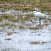 balade à pied entre mer & marais (aigrette) keyhaven new forest rando itineraire weekend angleterre