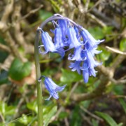 cote sauvage gernesey idee weekend itinerairefleur bleue