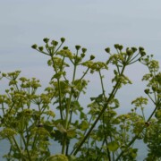 cote sauvage gernesey idee weekend itineraire