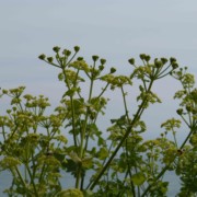 cote sauvage gernesey idee weekend itineraire