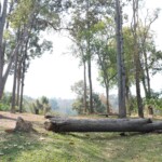 jardin reine sirikit chiang mai jardin reine sirikit chiang mai thailande