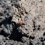 Etna Etna coccinelle ascension roadtrip sicile