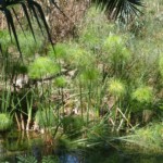 Tour en barque, Fonte Ciane Fonte ciane barque sicile roadtrip 10 jours