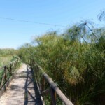 Fonte ciane Fonte ciane sicile roadtrip