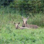 Skandinavisk Dyrepark Skandinavisk Dyrepark danemark roadtrip 1 semaine
