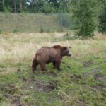 Skandinavisk Dyrepark Skandinavisk Dyrepark danemark roadtrip 1 semaine