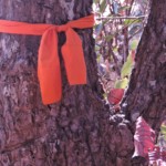 mont suthep - Chiang Mai rando Chiang Mai mont suthep