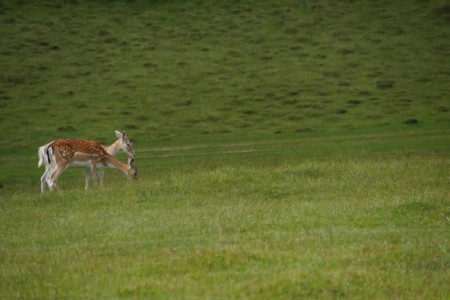 Knole House Daims Knole House Angleterre roadtrip 3