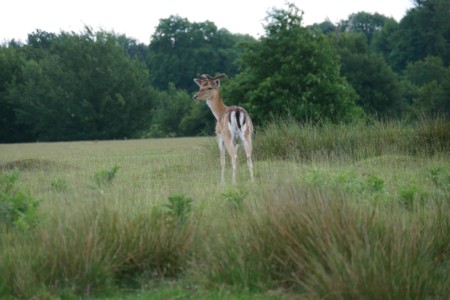 Knole House Daims Knole House Angleterre roadtrip 6