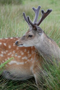Knole House Daims Knole House Angleterre roadtrip 7