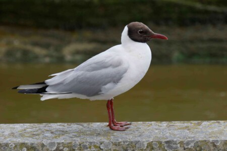 Arundel_england_sussex_roadtrip