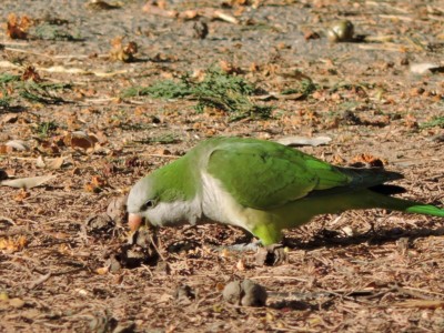 perruches perruches barcelone weekend barcelone 3 jours