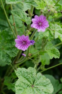 Litlington _england_Sussex_roadtrip