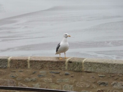 Mont St Michel Mont St Michel weekend escapade hiver mouette
