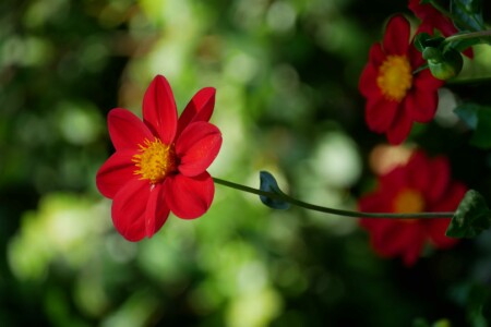 St Stephen's Green, Dublin voyage irlande 1 semaine road trip dublin parc