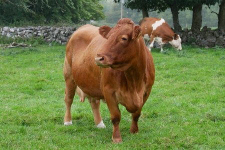 Dysert o Dea voyage irlande 1 semaine road trip Dysert o dea