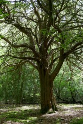 Scotney -castle_angleterre_kent_roadtrip