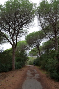 Parco della Maremma roadtrip toscane 1 semaine parco maremma pinede