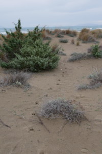 Parco della Maremma roadtrip toscane 1 semaine parco maremma plage