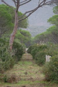Parco della Maremma - Vache à grandes cornes roadtrip toscane 1 semaine parco maremma vache grande corne