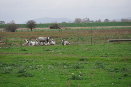 Parco della Maremma -champs de vaches roadtrip toscane 1 semaine parco maremma vaches
