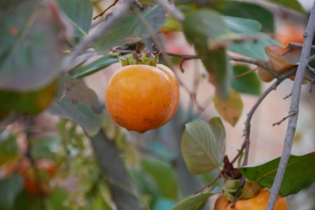 Arbre à Kaki - Volterra roadtrip toscane 1 semaine volterra kaki